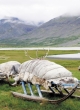 Нарты